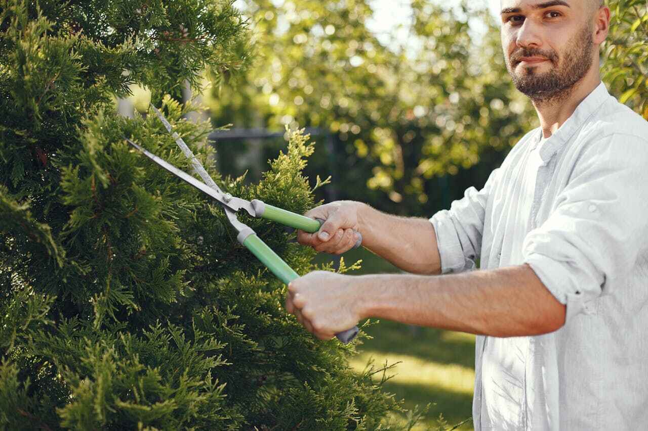 Trusted Corrigan, TX Tree Service Experts